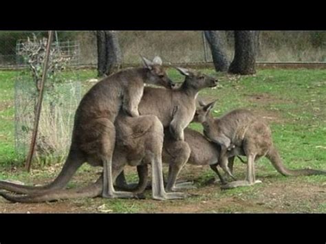 They are working animals too. Fun Facts about Animals | Amazing Animal Fun Facts for ...