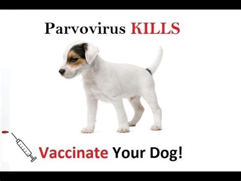 Bleach kills parvovirus in yards. Parvo Kills - YouTube