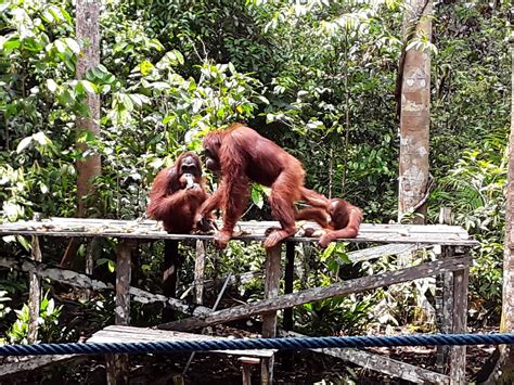Bapak tukang urut tradisional ini bernama pak chang,dia sudah memiliki pelanggan yang lumayan banyak. Wisata Nusantara