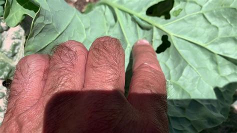 Check spelling or type a new query. How to get rid of cabbage worms in Chase's Garden - YouTube