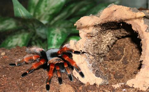 „nach einer ersten lageerkundung musste von einer bananenspinne ausgegangen werden. Vogelspinne (Brachypelma Smithi) Brasilien Foto & Bild ...