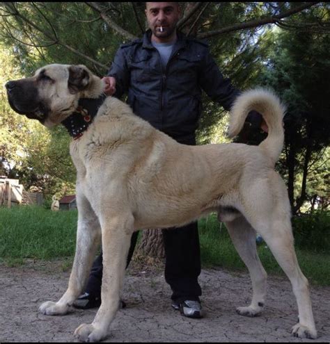 50% kangal 25% boerboel 12.5% dogo argentino 12.5% great dane pups and their parents see website below for more info. Photo Gallery — Natural Born Guardians