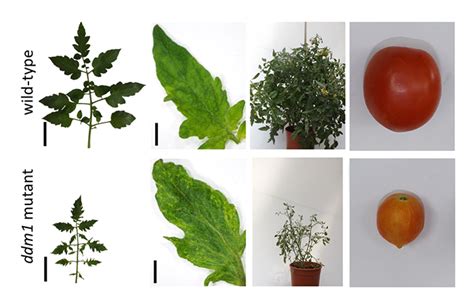 This list of sequenced plant genomes contains plant species known to have publicly available complete genome sequences that have been assembled, annotated and published. Plantae | Tectonic Movements Across the Tomato Genome ...