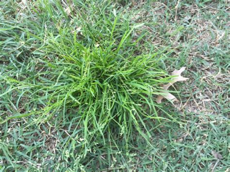 The vaccines work great, but they don't work at all? identification - Is this a grass or weed? - Gardening ...