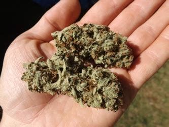 It was worth it, sandy beach near wissahickon creek. Marijuana Strain Review: Silvia's Blue | Marijuana Games