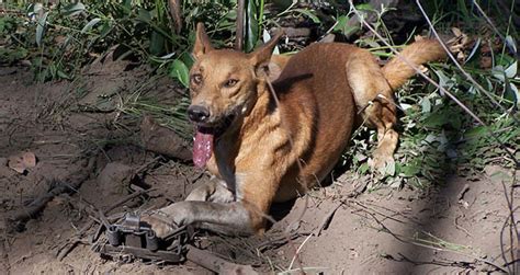 Looked at like that, it could be argued that australia has mishandled its approach to introduced species, as the nation looks at. Pest Animal Management | Wild Dog