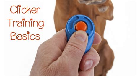 How Does Clicker Training Work? - DogVills
