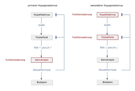 A) das cholesterin ist der ausgangsstoff der steroidhormonsynthese b) das cholesterin hat für den bau der zellmembranwand keine. PharmaWiki - Hypogonadismus (Keimdrüsenunterfunktion)