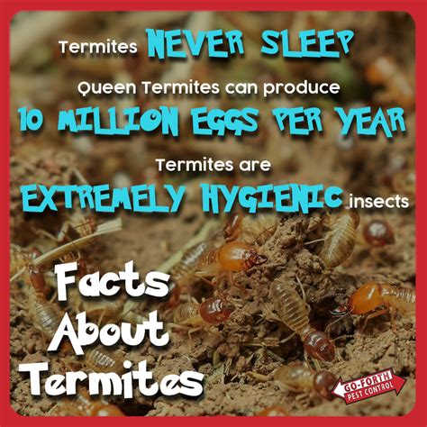 Today there are hundreds of exterminators in. Termites | Termites, Termite control, Pest control