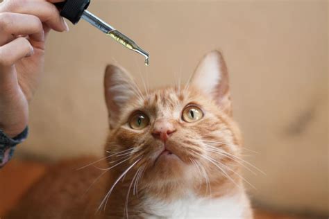 The only ingredients present in their cbd cat oil are vegetable glycerin, propylene, and industrial hemp cbd, ensuring the product is organic and safe. Cbd Oil For Cats Reviews | Dailychoicecbdoil.com