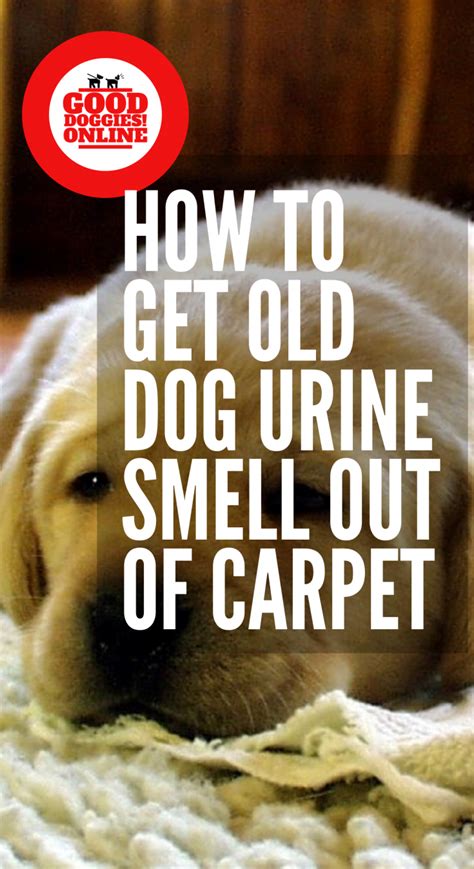 Then blot the area with a paper towel to remove as much of the solution as you can. How to Get Old Dog Urine & Pee Smell Out of Carpet - Good ...