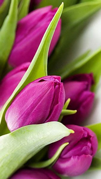 A un certo punto però, si diffuse la leggenda che questi fiori. martinahernandez: "F͞͞o͞͞r͞͞ y͞͞o͞͞u͞͞ " | Tulipani viola, Fiori esotici, Giardino di tulipani