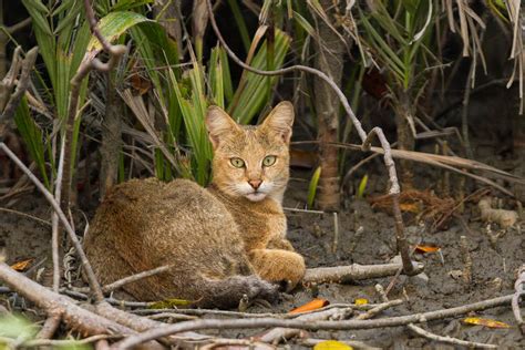 We did not find results for: Дикие камышовые коты и кошки в домашних условиях, в ...