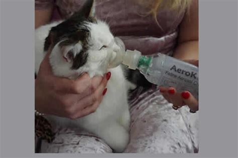 Know how to use your asthma inhaler. Cat suffering from asthma gets inhaler as lifeline - Punch ...