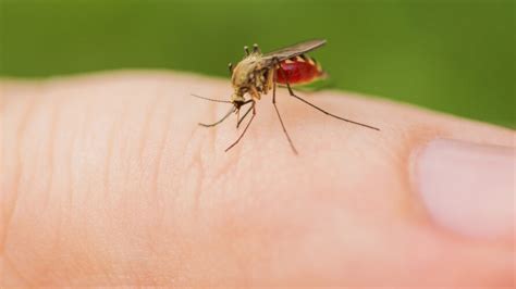 Voor het eerst is er in nederland iemand besmet geraakt met het westnijlvirus, meldt het rivm. Waarom waarschuwt Griekenland voor muggen met het ...