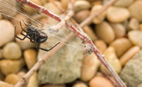 Here is a list of gregory hills' best pest controls as rated by other customers. Pest Gallery - Budget Brothers Termite