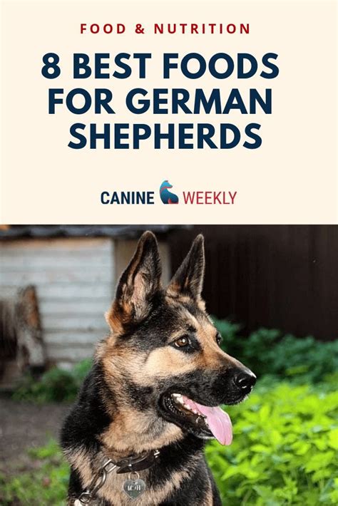 The answer is right here. 8 Best Dog Food for German Shepherds [2021 Reviews ...