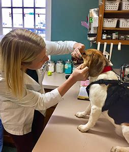 Services from general dental care to cosmetic. Free Pet Dental Exams - Old Dominion Animal Hospital