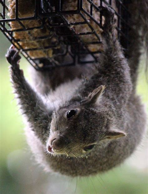 Check spelling or type a new query. Squirrels: How to Get Rid of Squirrels in the Home ...