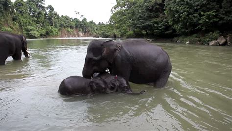 Friendly elephant horse cow goat change colors for kids bath time videos for kindergarten kids. Mother and Baby Elephant Bathing Stock Footage Video (100% ...