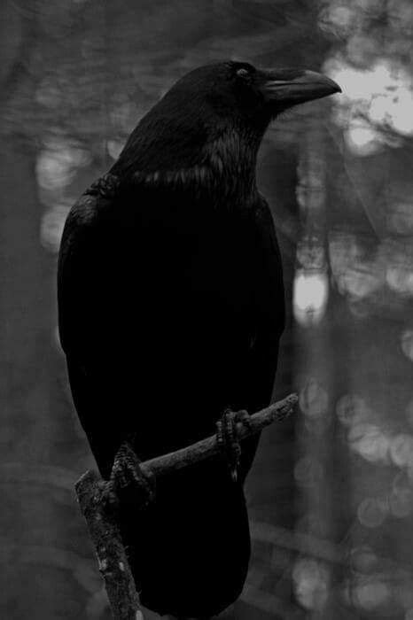 Poe elaborately detailed the writing process behind the raven in. Pin von Edeltraud Petlusch auf RABENHERZ "RAVEN" | Rabe ...