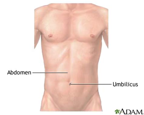 For successful bodybuilding, it is important to know the anatomy of the muscles and how to they work. Normal external abdomen: MedlinePlus Medical Encyclopedia ...