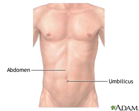 At the top of it fused with the clavicle and coracoid process, in the subclavian area from two sides surrounds a small chest muscle and subclavian muscle, forming a dense plot, called klyuchichnogrudnoy fascia (fascia clavipectoralis), in. Normal external abdomen: MedlinePlus Medical Encyclopedia ...