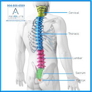 There are 30 bones stacked one on top. Knowing Your Spine Anatomy - Absolute Injury and Pain ...