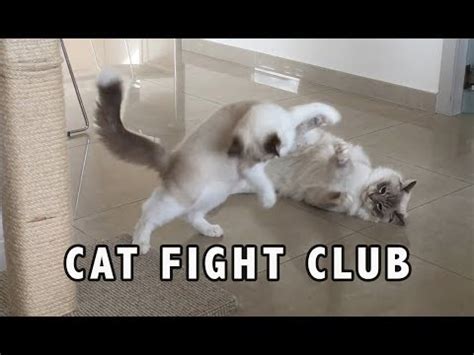 When cats play, rather, they do bite. Are cats fighting or playing? Kitten best wrestling moves ...