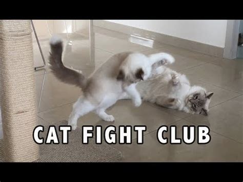 Cat play and a cat fight can look similar some of the time, but an understanding of cat body language will help you to tell the difference. Are cats fighting or playing? Kitten best wrestling moves ...