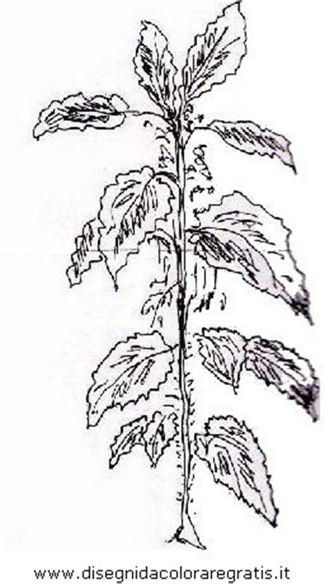 Disegno ortica alimenti da colorare