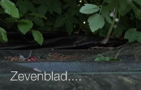 Zevenblad uitroeien, voorkomen of bestrijden? Hoe verwijder je zevenblad? - Weethetsnel | De beste ...