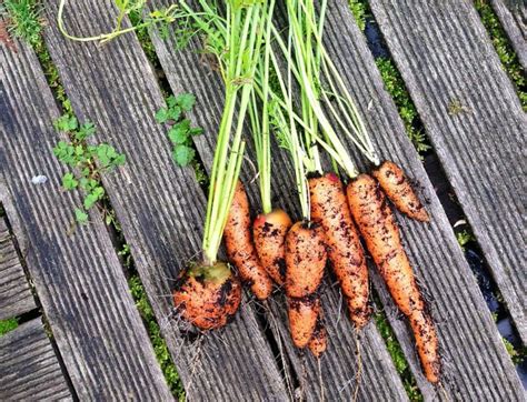 Radishes radishes are probably one of the fastest plants you can grow. Growing Vegetables Indoors: 3 Simple Steps for Beginners