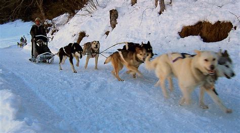 Seul, en famille ou entre amis, découvrez nos espaces préférés, entraînés par. Conduite d'attelage - SHERPA - Chiens de Traineau Pyrénées