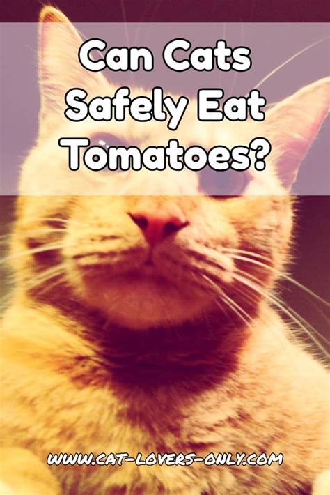 Unfortunately, this is one of those questions that have both a yes and no answer. Cats And Tomatoes: Are Tomatoes Poisonous To Cats? | Cat ...