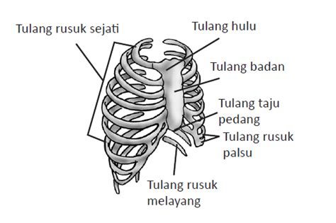 Tulang rusuk palsu terdiri dari 3 pasang tulang rusuk dengan ukuran sangat pendek dibandingkan dengan tulang rusuk sejati. Rangka Manusia (Materi IPA Kelas 4 SD)~Seberkas Coretan