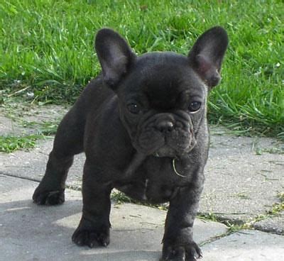 Why buy a french bulldog puppy for sale if you can adopt and save a life? His name will be Hippo. French bulldog. | French bulldog ...