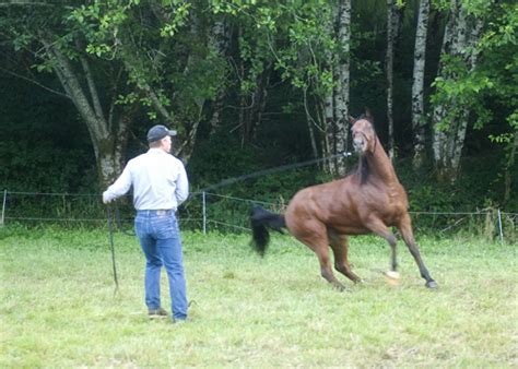 Also, from your position on the ground, you can watch how your horse moves and spot any irregularities in his muscle development. Training A Horse To Lunge, How To Lunge A Horse, Horse ...