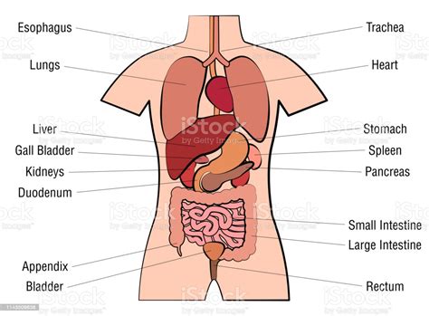 Venn diagrams depict complex and theoretical relationships and ideas for a better and easier understanding. Inner Organs Chart Anatomy Diagram With Internal Organs ...