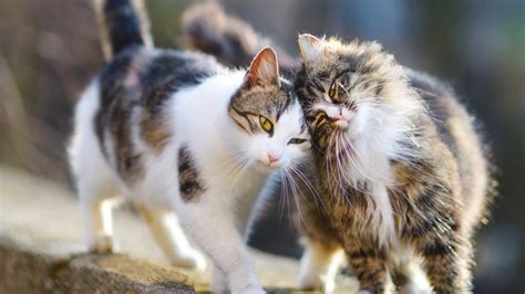 Am besten, bevor die tiere geschlechtsreif werden, dann ist der katzenhalter stets auf der sicheren seite. Wie lange ist eine Katze rollig? Aktuelle Infos