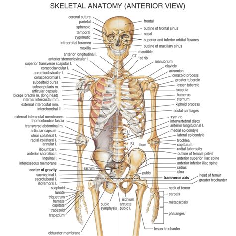 Listen to the conversation about the human body and do the exercises to practise and improve your listening skills. human body anatomy women - the body of the eye model human ...