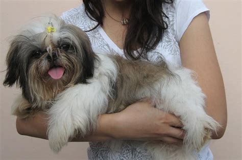 Unduh dan gunakan 100.000+ foto stok anjing lucu secara gratis. Foto Anjing Shih-tzu :D | My blog. My story.