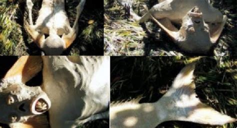 Bukti transfer pembayaran hasil kerja baca berita bisa anda lihat pada gambar di bawah. 12+ Foto Penampakan Putri Duyung Asli Tanpa Rekayasa - Faktasantuy.com