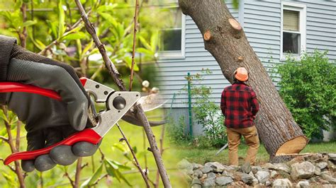 We did not find results for: Tree Pruning & Tree Removal - Carrollwood FL Tree Trimming ...