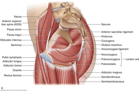 Anatomical drawing of the female pelvis. Asis Anatomy - Anatomy Drawing Diagram