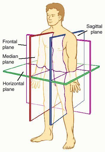 Students have often stated that taking an anatomy course for the first time is like trying to learn a new language. Planes of the body, with subject in the anatomical position | Anatomy and physiology, Human ...