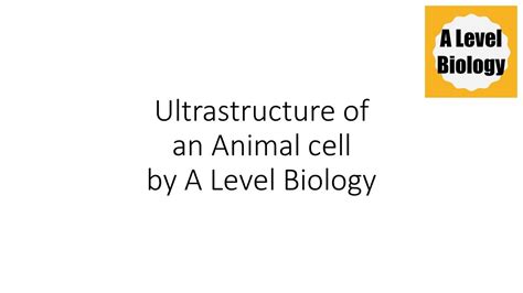 Find mates (in many cases). Ultrastructure of an Animal Cell | A Level Biology - YouTube