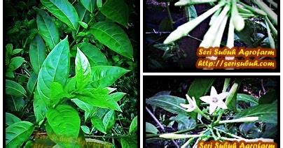 Ideal para familiaseste establecimiento tiene servicios ideales para familias. Mayang Sari (Cestrum nocturnum) | Jualan Benih dan Koleksi ...