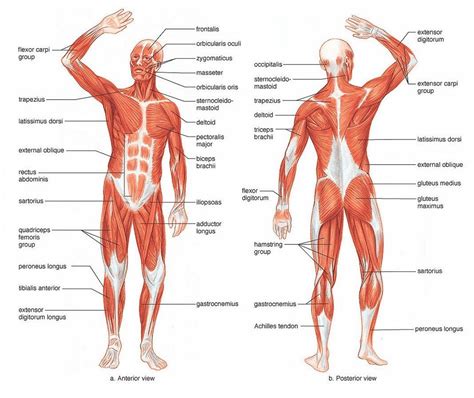 In the diagrams below, i'll be showing muscle groups in color, with a black line to show the forms that would show through the skin (i also show protruding bones that would do the same). Diagram Of Muscular System - koibana.info | Human muscle ...