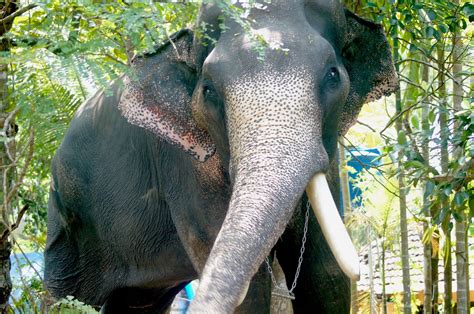 A open add image window. Mangalamkunnu Karnan HD Images - Kerala Elephant ...
